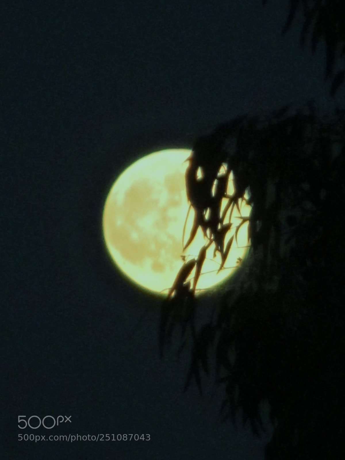 Canon PowerShot SX130 IS sample photo. 11-11-11 photography