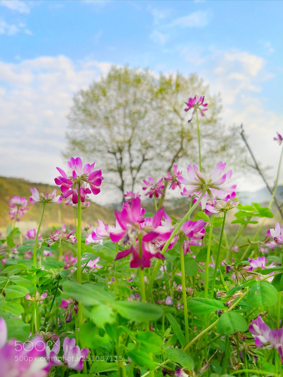 HUAWEI Mate 10 sample photo. 春天就是色彩的挥霍 photography