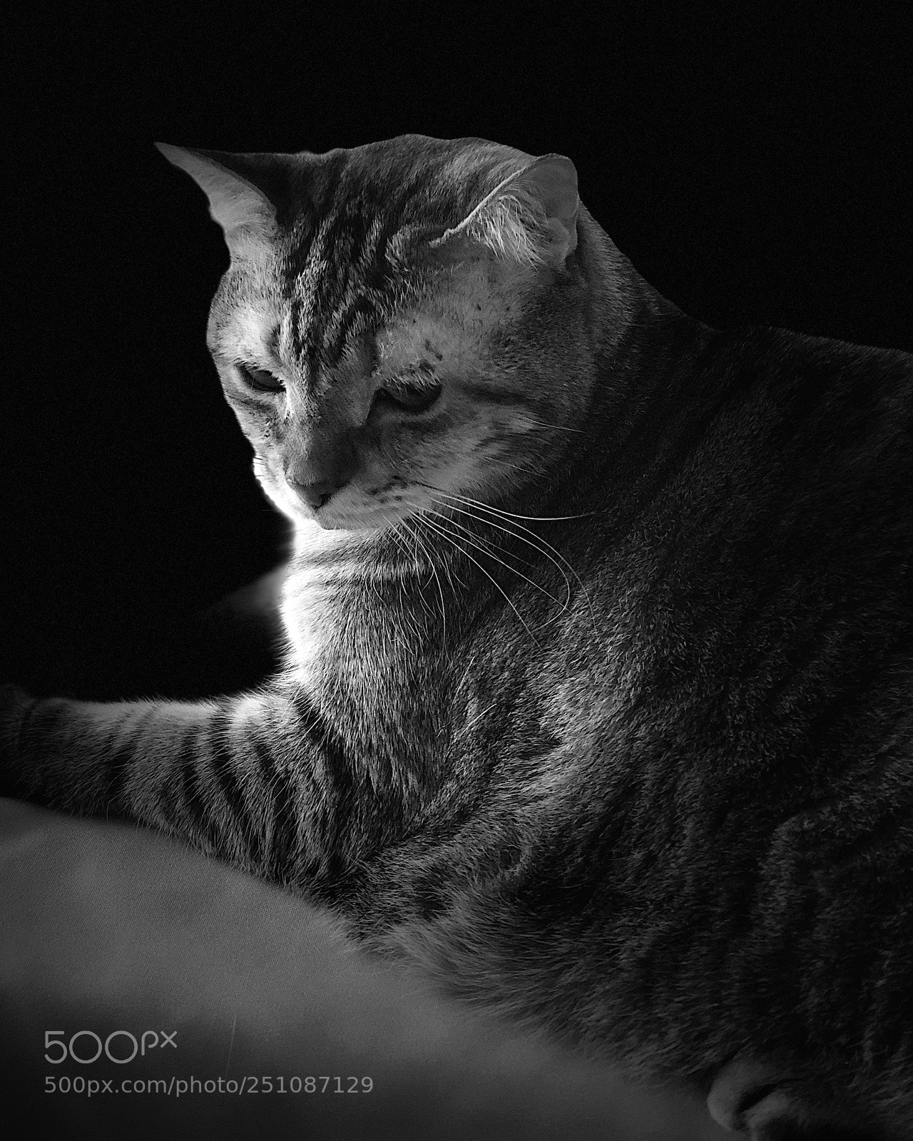 Apple iPhone X sample photo. The cat of a photography