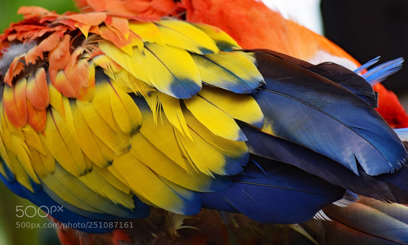 Nikon D3300 sample photo. Macaw macro photography