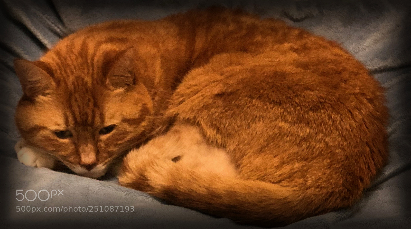 Apple iPhone X sample photo. Cat 3 photography