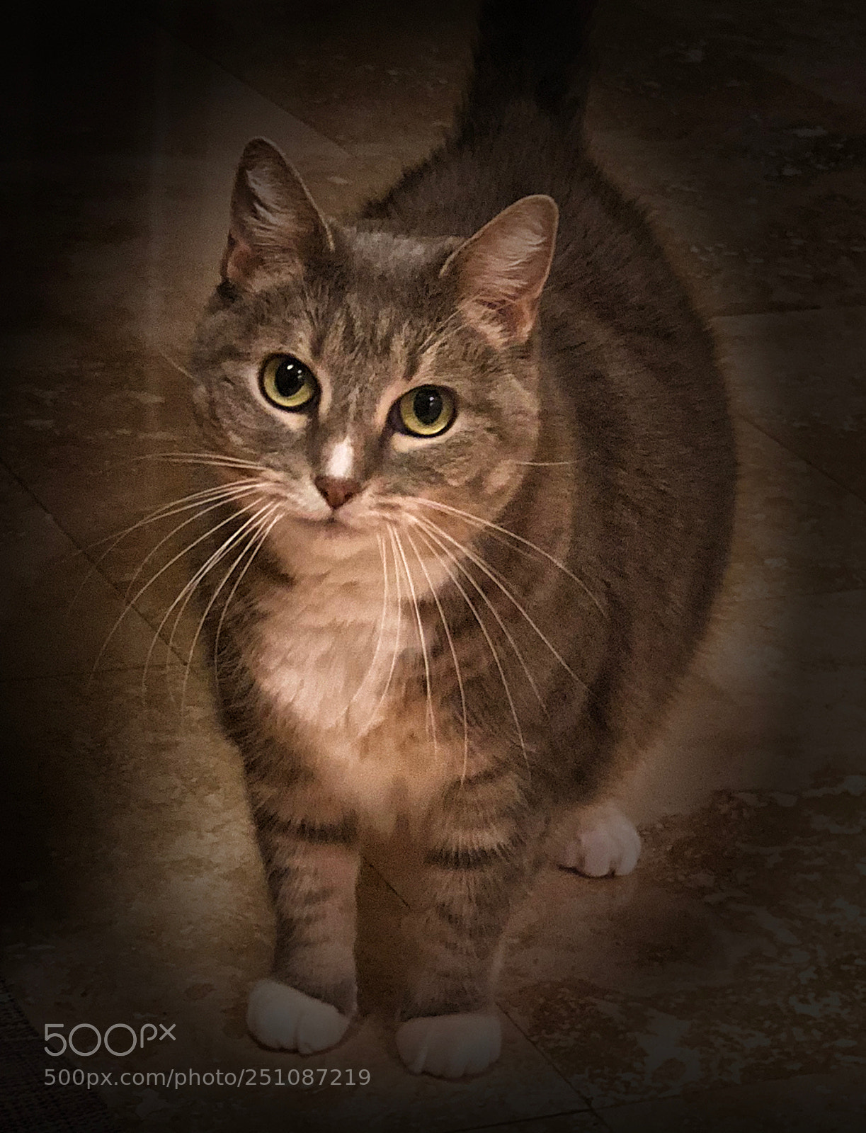 Apple iPhone X sample photo. The shy cat photography