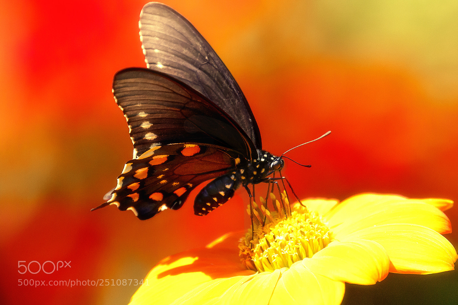 Canon EOS 7D Mark II sample photo. Bright butterfly photography