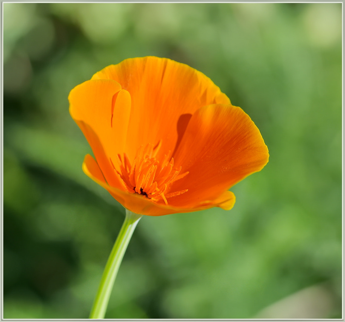 Sigma 105mm F2.8 EX DG OS HSM sample photo. Poppyliciousness photography