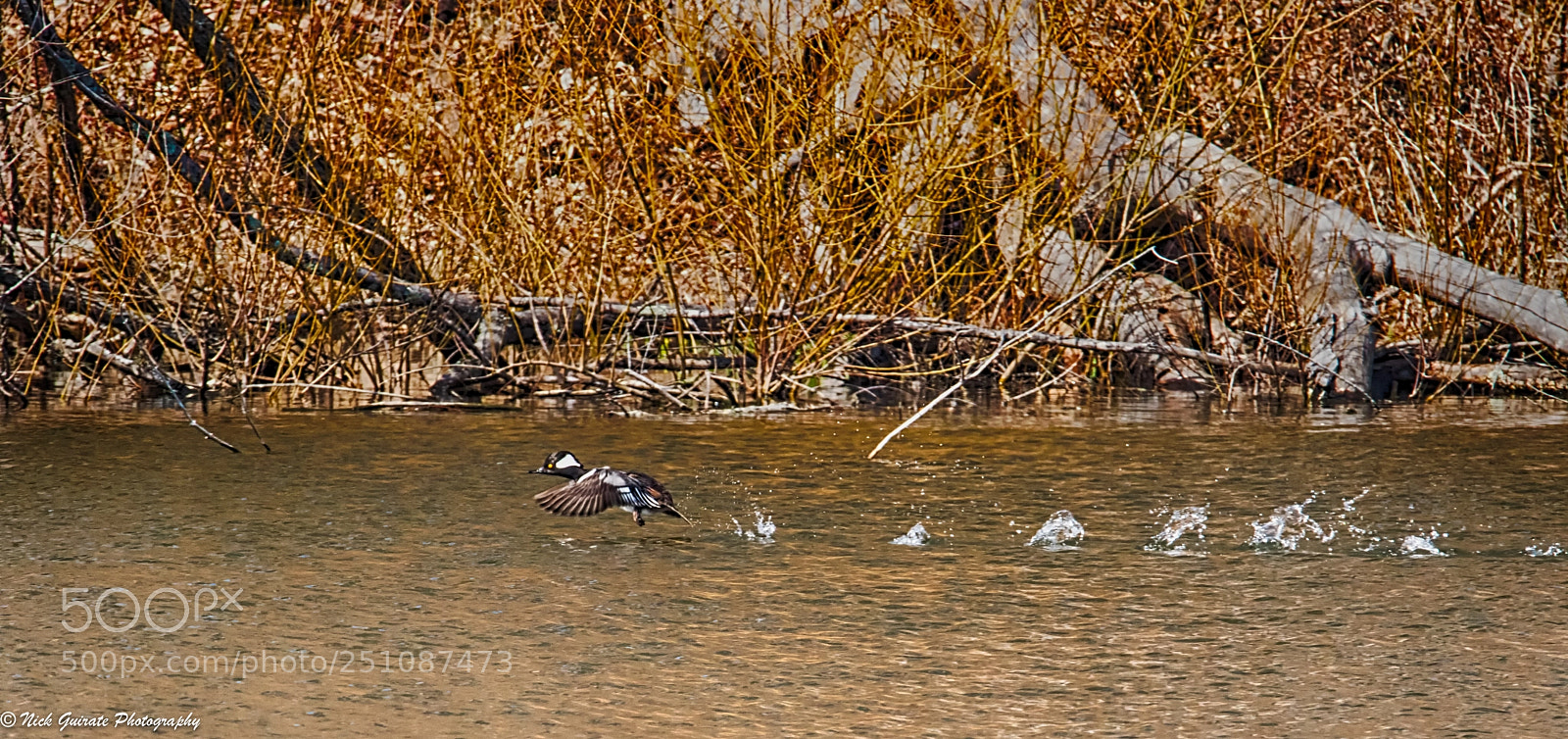 Canon EOS 7D Mark II sample photo. Hooded merganser taking flight photography