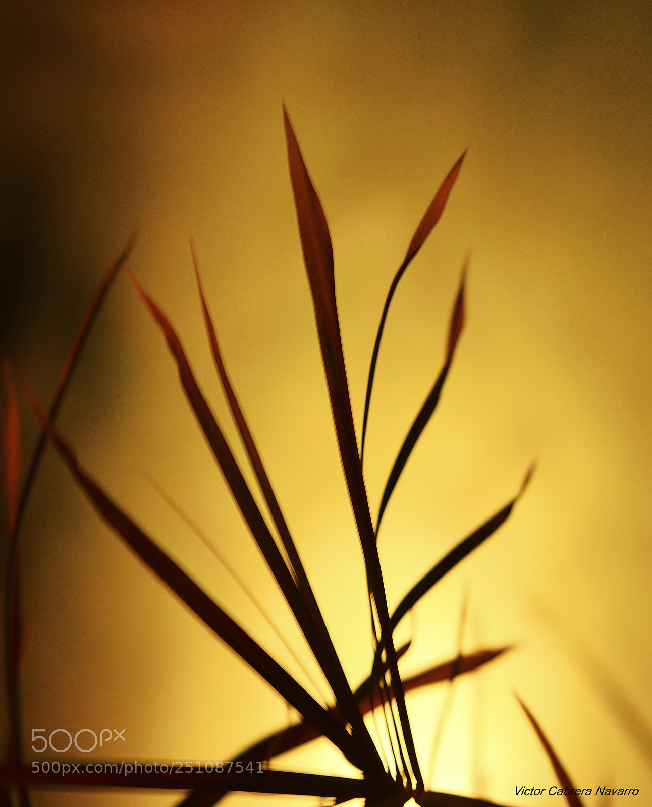 Nikon D3200 sample photo. Lys photography