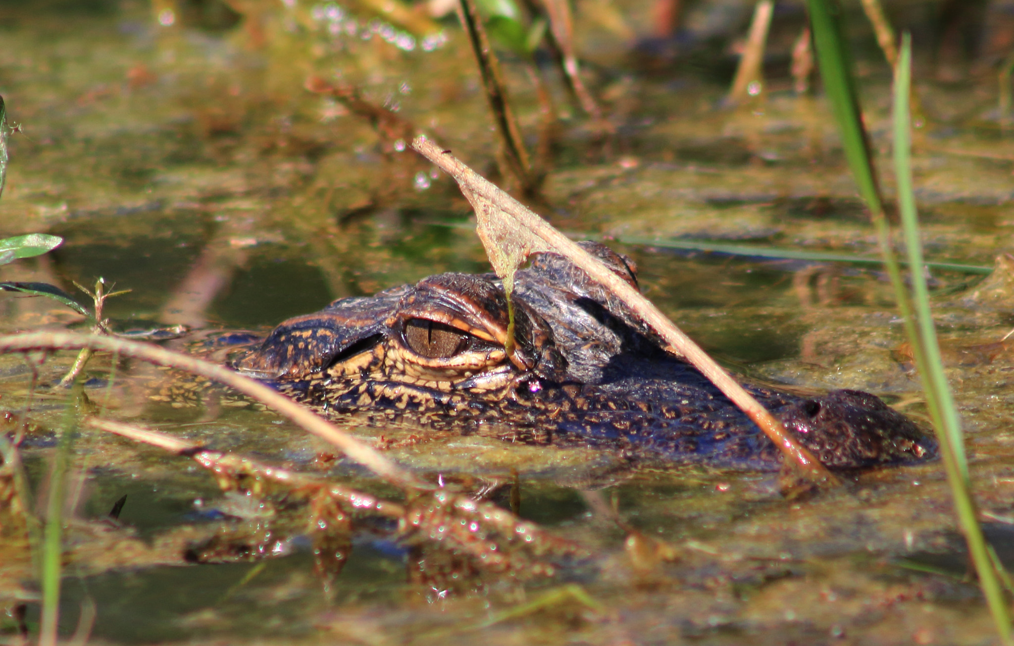 Canon EF 75-300mm f/4-5.6 sample photo. Alligator photography