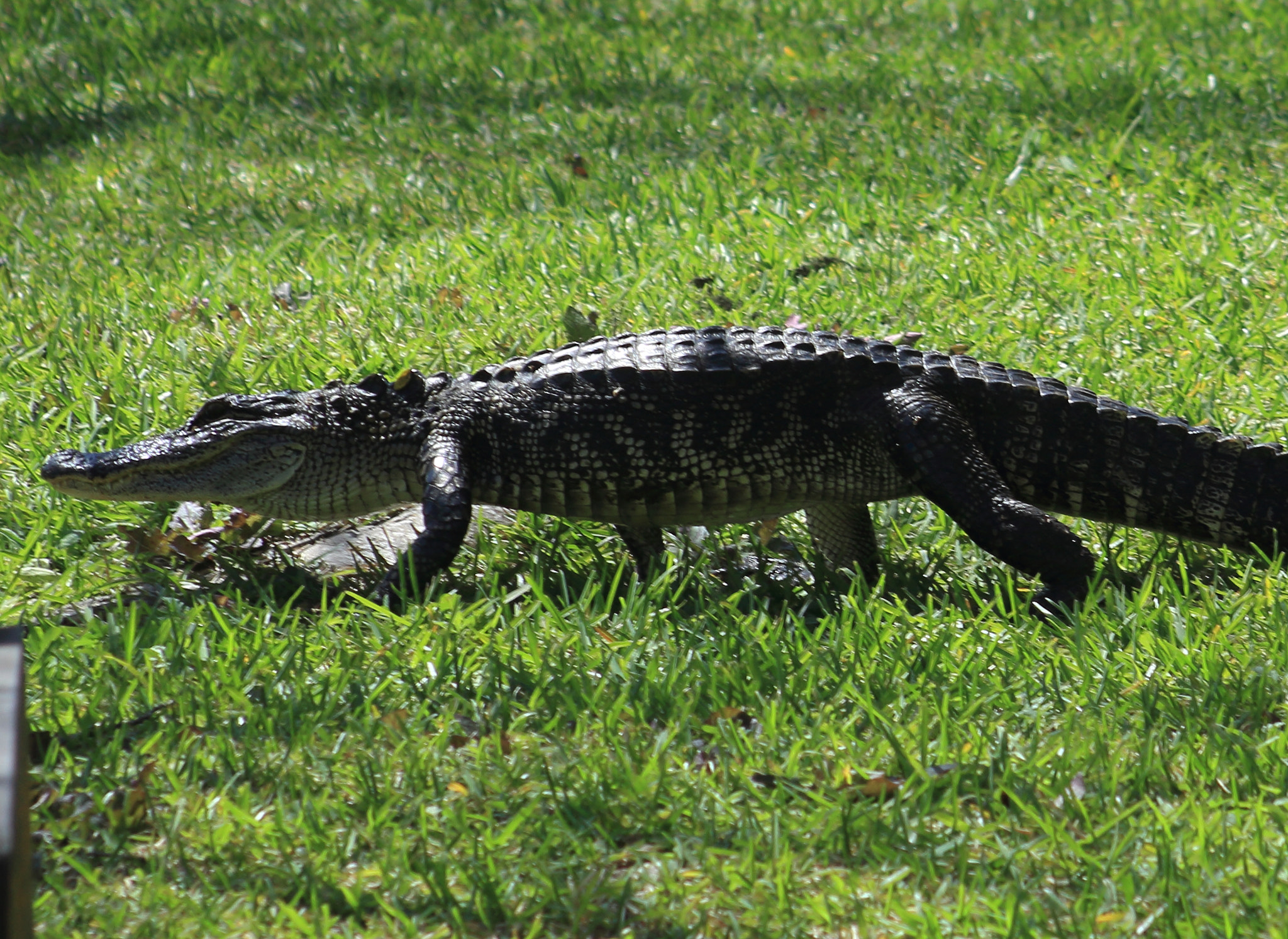 Canon EF 75-300mm f/4-5.6 sample photo. American alligator at sheldon lake state park photography