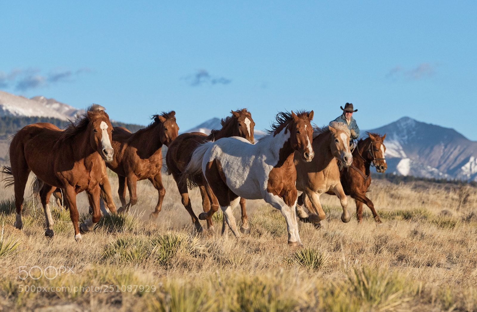 Nikon D850 sample photo. Galloping horses photography