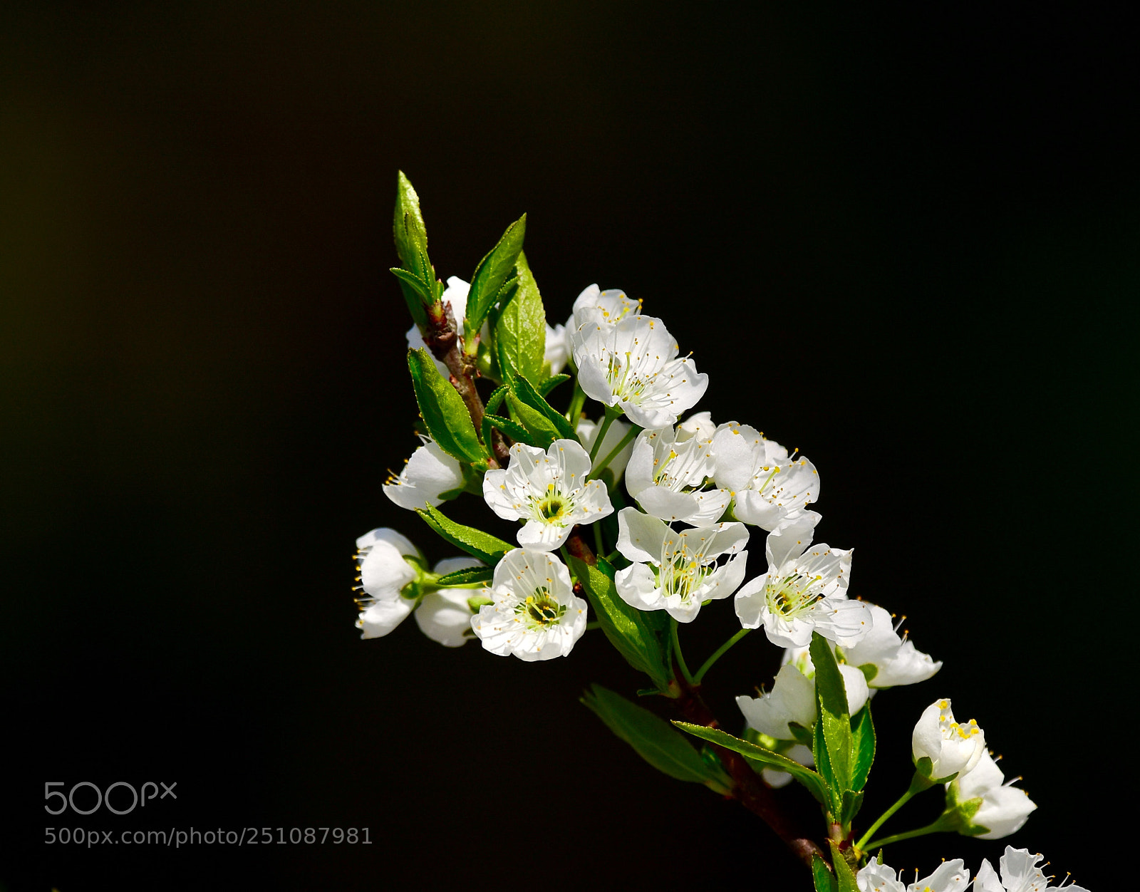 Nikon D7200 sample photo. Untitled photography