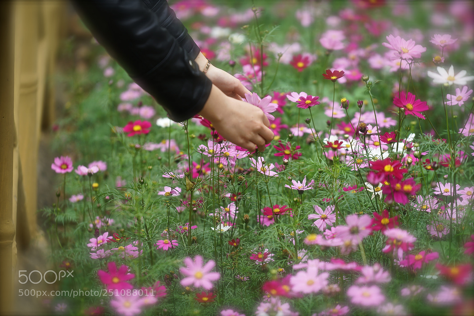 Sony a7R II sample photo. Touch photography