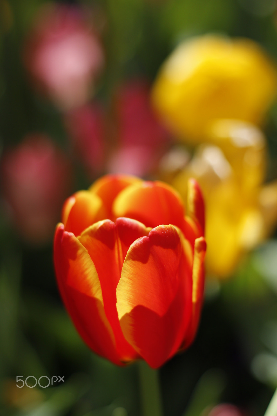 Canon EOS 650D (EOS Rebel T4i / EOS Kiss X6i) sample photo. Soft glow bliss photography