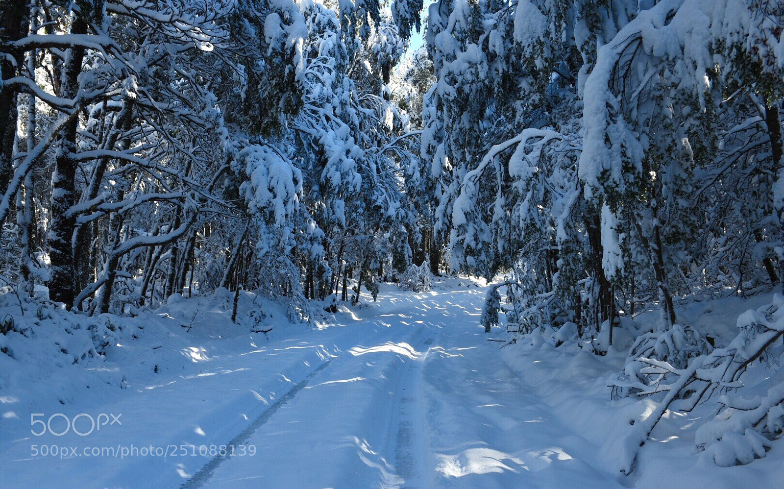 Nikon D5500 sample photo. Camino a conguillío. photography