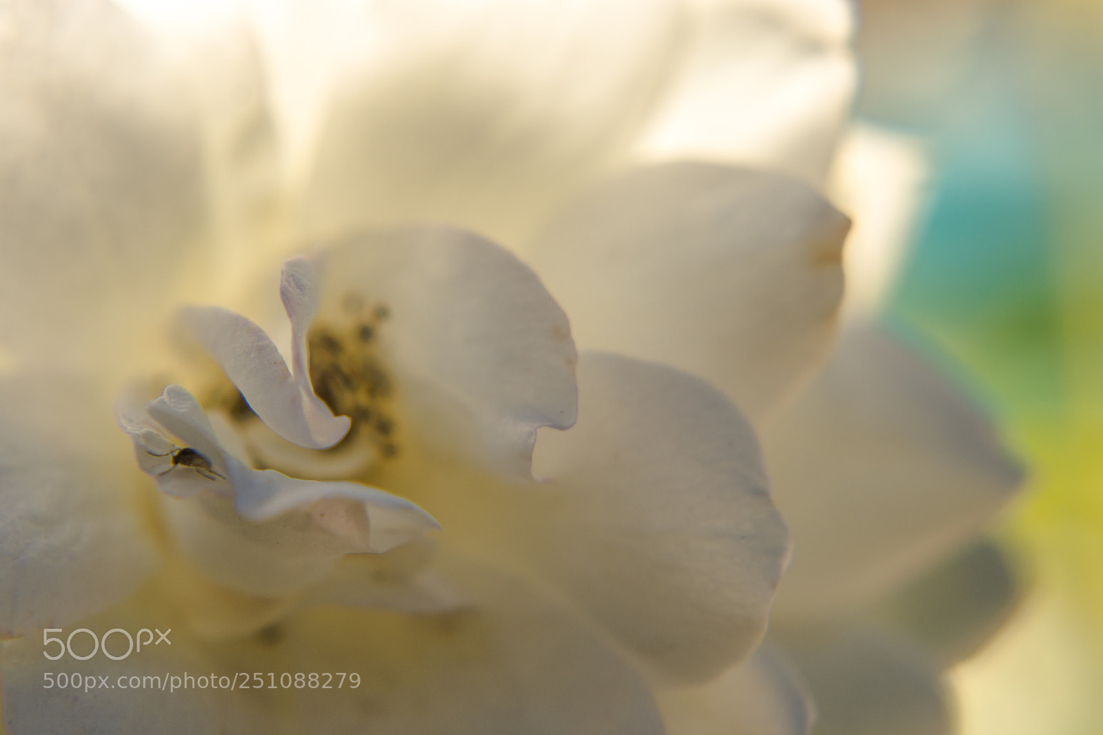 Nikon D7200 sample photo. Rosas blancas photography