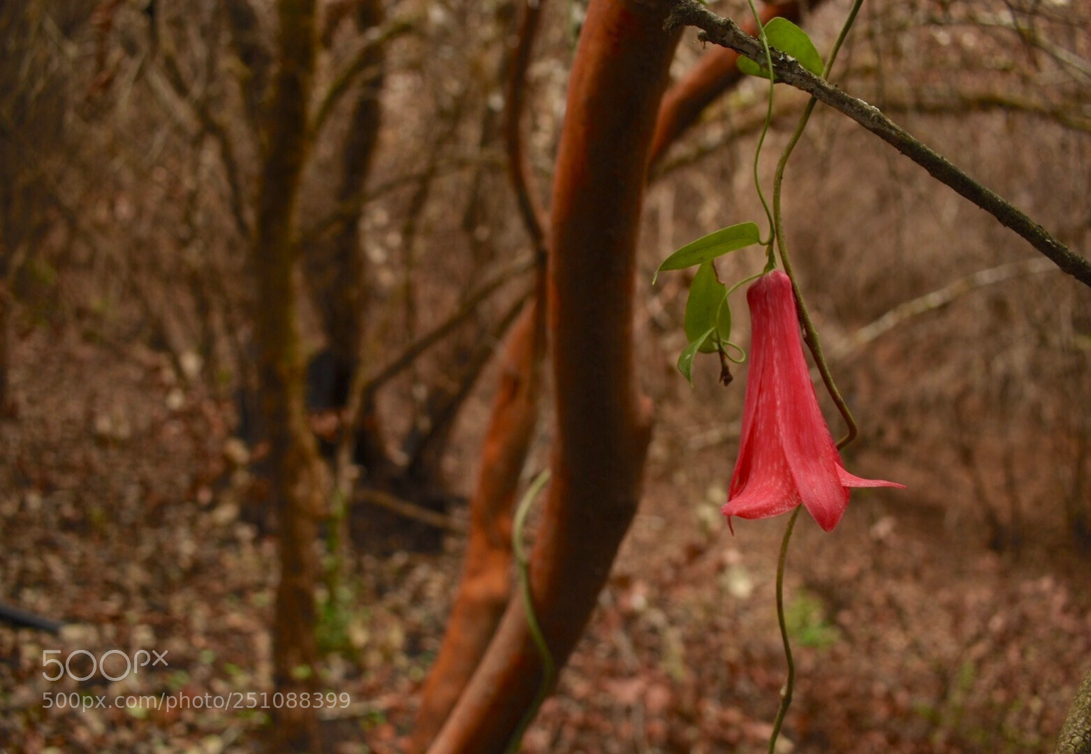 Nikon D5500 sample photo. Copihue, flor nacional de photography