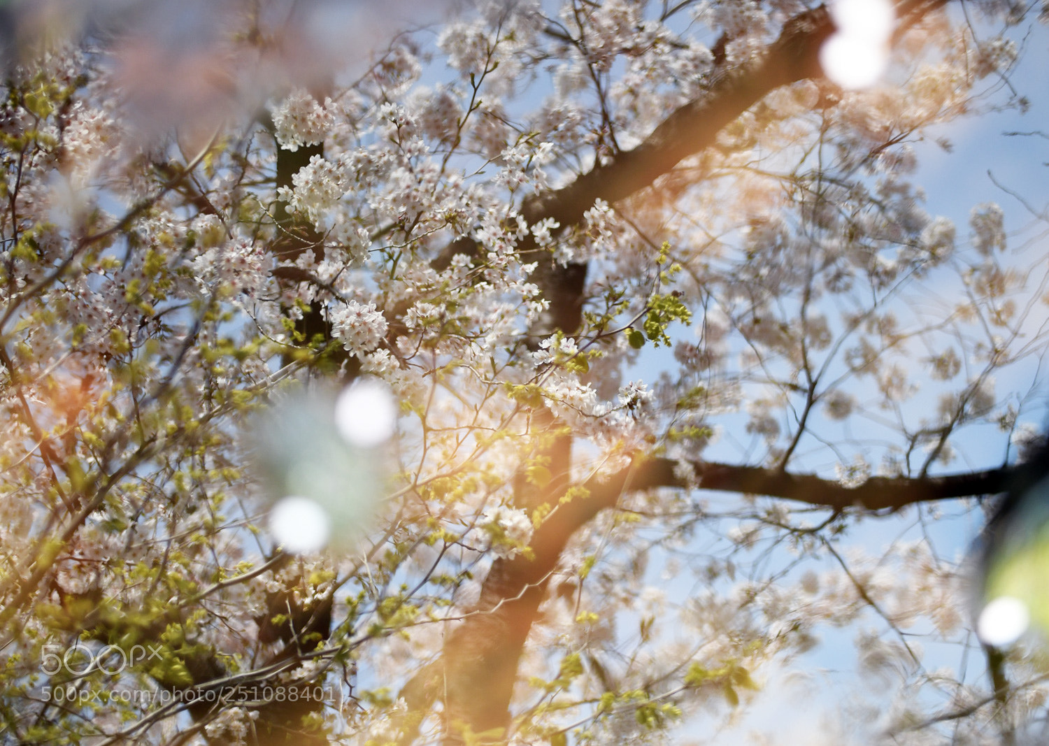 Nikon D500 sample photo. Spring color photography