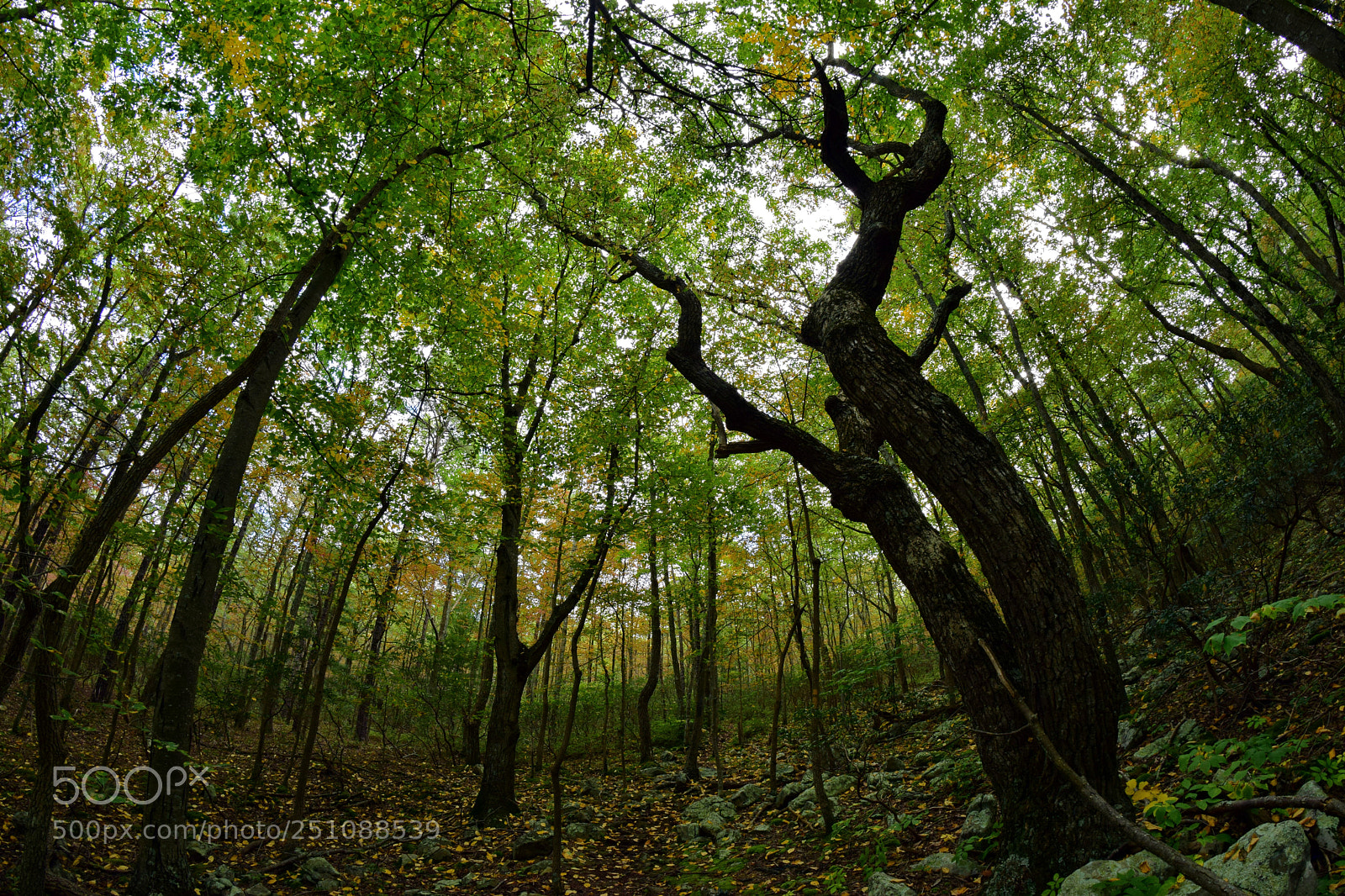 Nikon D5300 sample photo. Forest trees photography