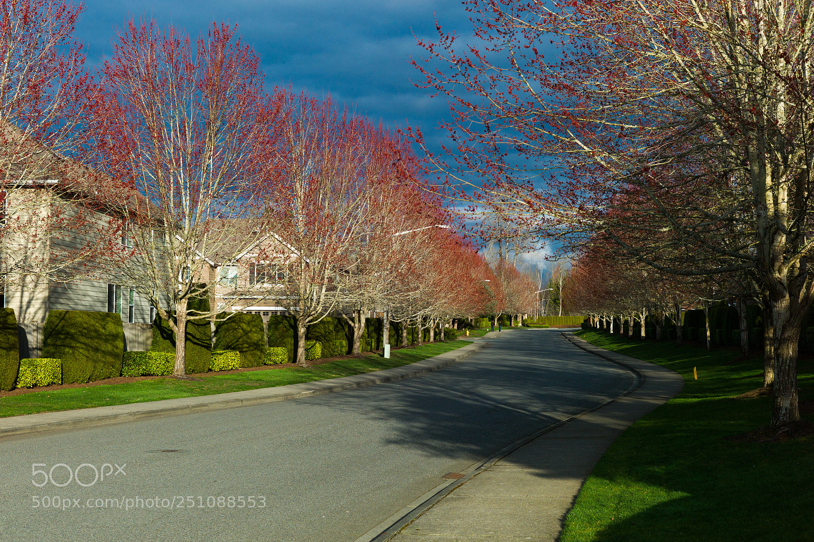 Leica M9 sample photo. Spring 2018 sammamish, wa photography