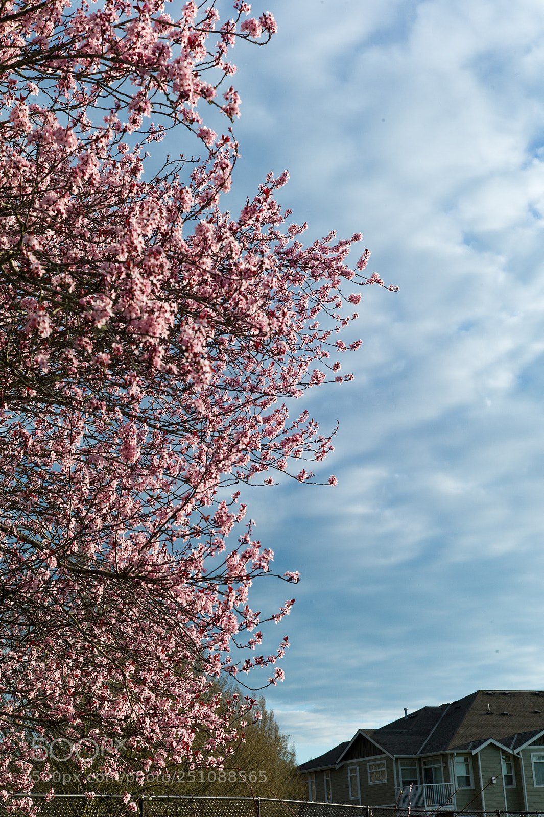 Leica M9 sample photo. Spring 2018 sammamish, wa photography