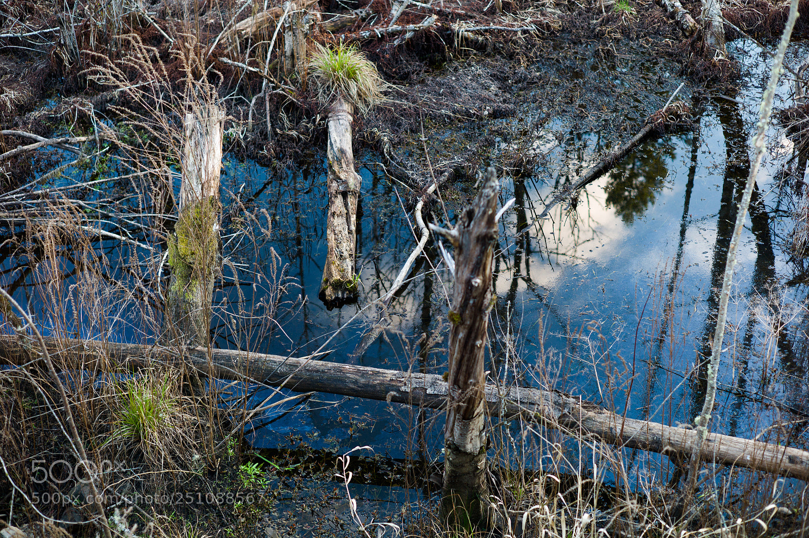 Leica M9 sample photo. Spring 2018 sammamish, wa photography