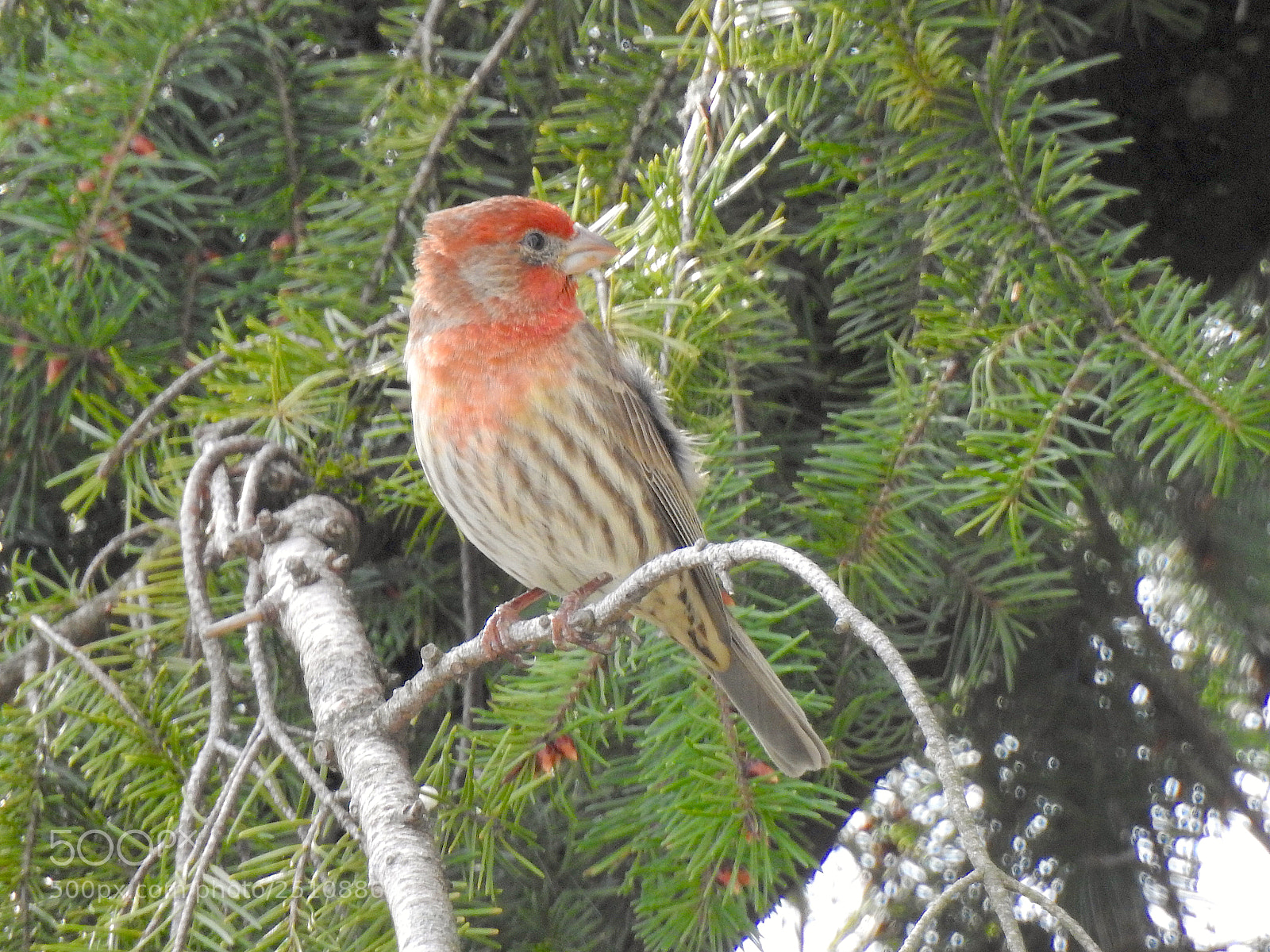Nikon Coolpix P900 sample photo. House finch photography