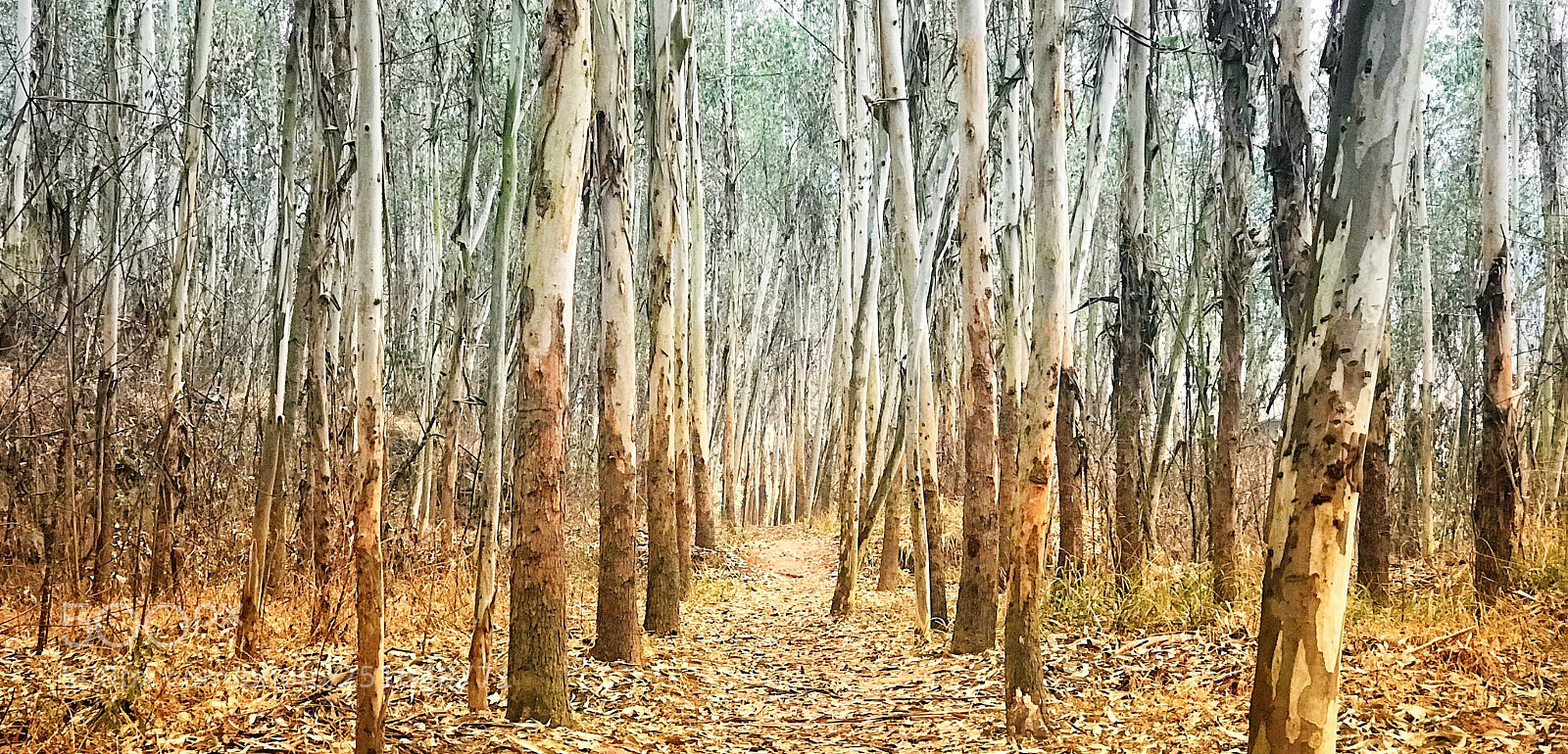 Apple iPhone 7 Plus sample photo. Into the woods photography
