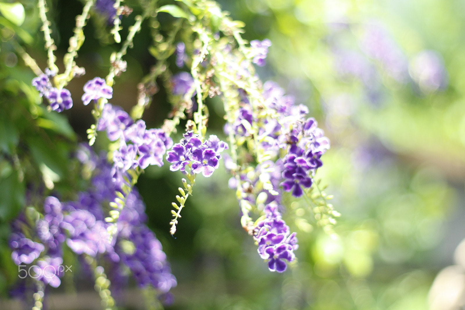 Canon EOS 650D (EOS Rebel T4i / EOS Kiss X6i) sample photo. Cool purple photography