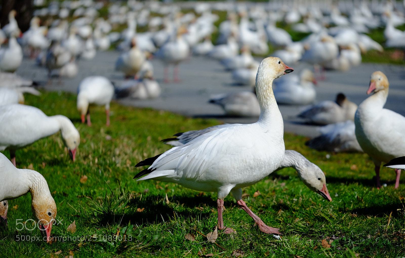 Fujifilm X-T1 sample photo. Spring walk - thompson photography