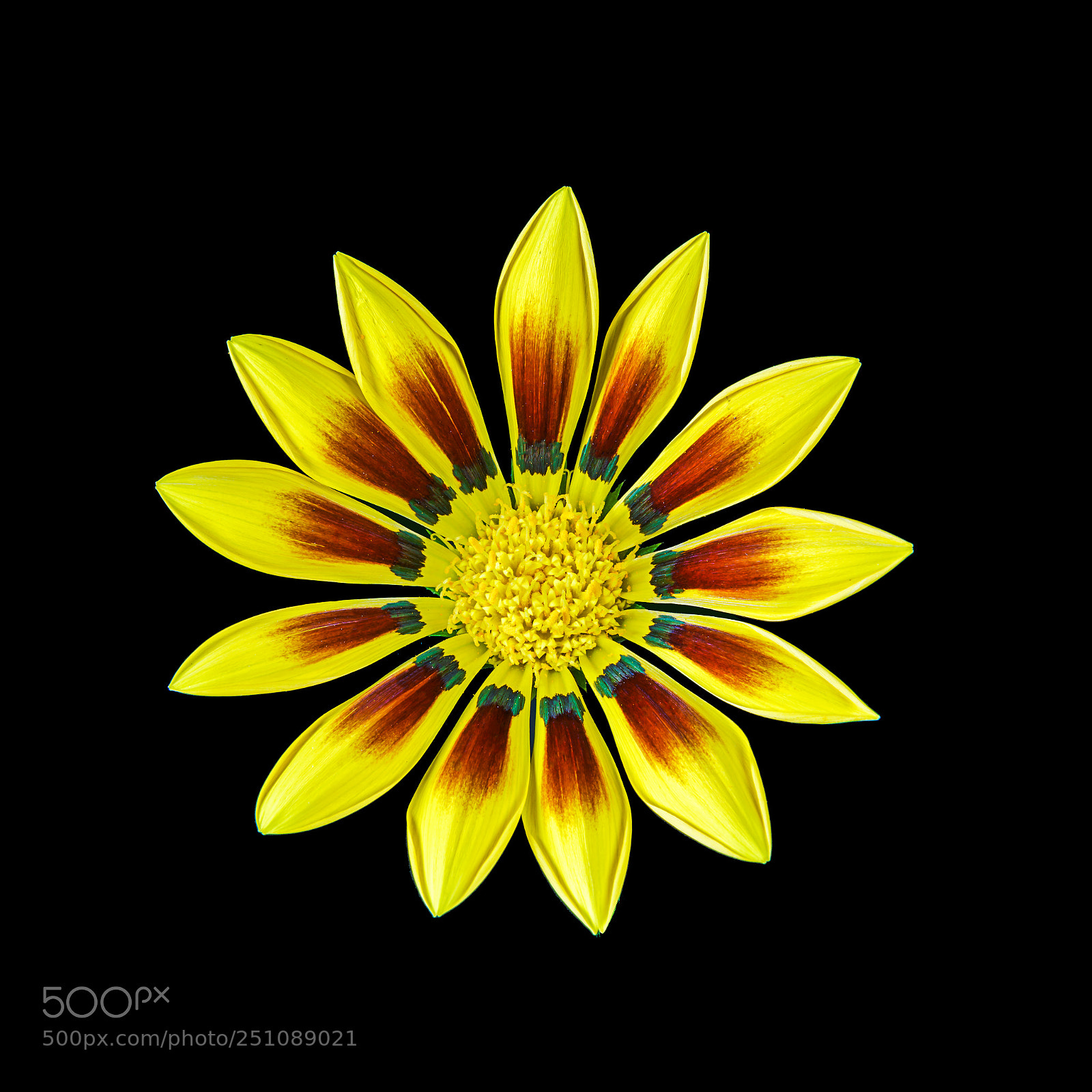 Sony a7R II sample photo. Daisy photography