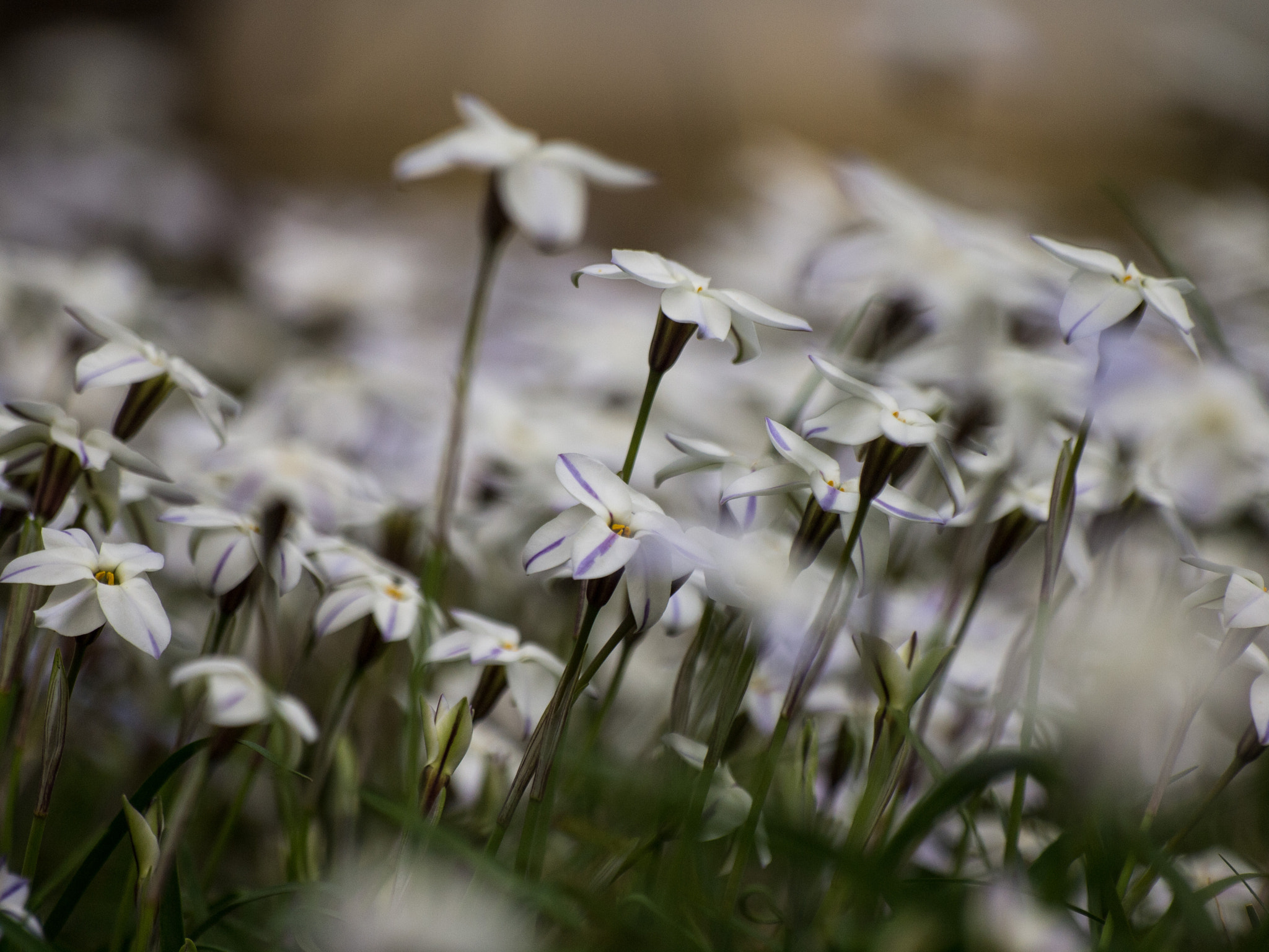 Olympus E-5 sample photo. Spring star photography