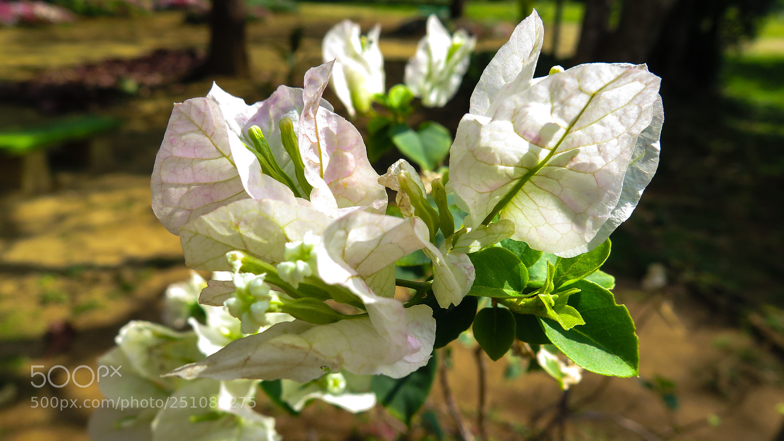 Canon PowerShot G16 sample photo. White flower photography