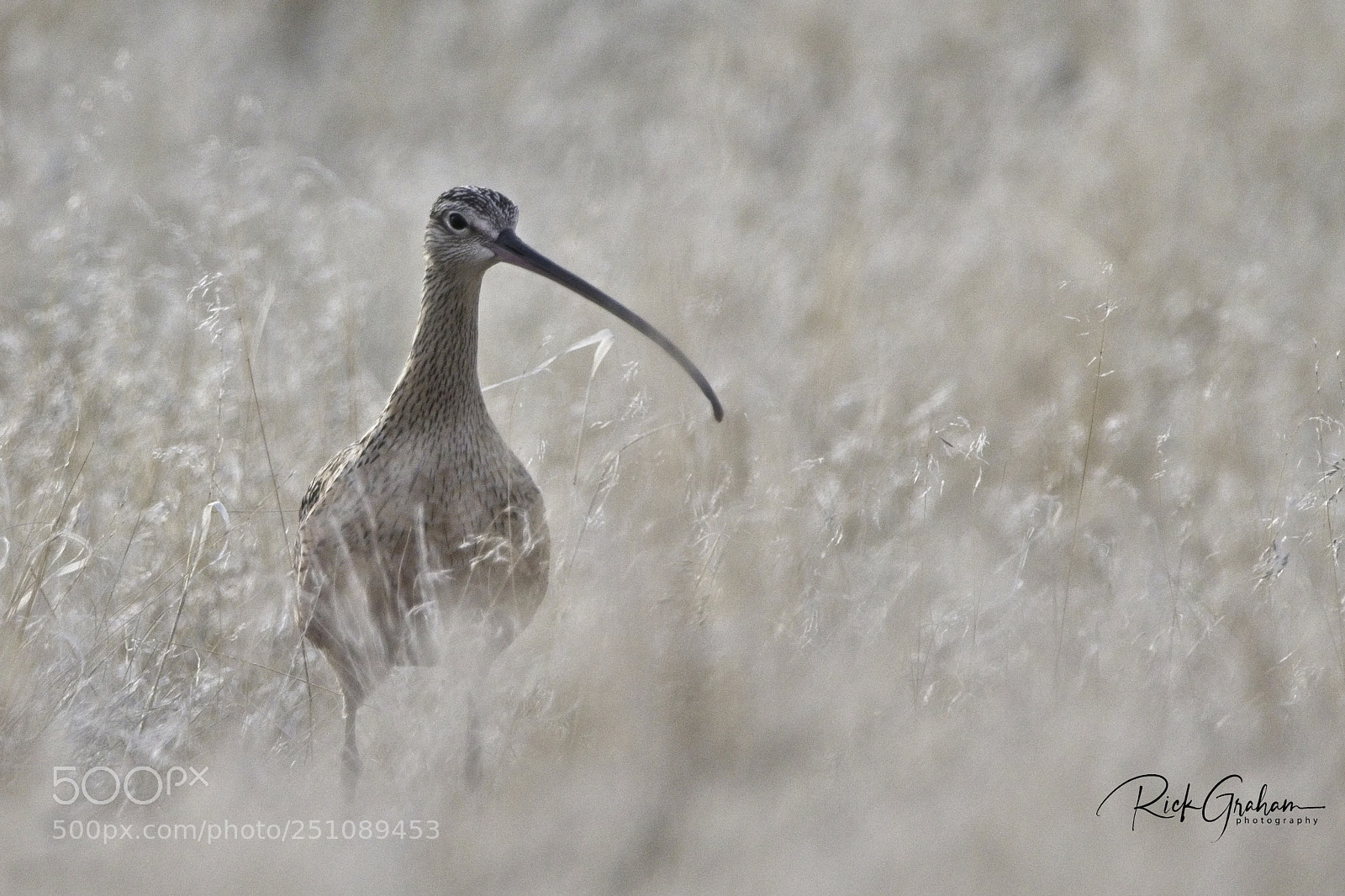 Canon EOS 80D sample photo. Long-billed curlew foraging photography