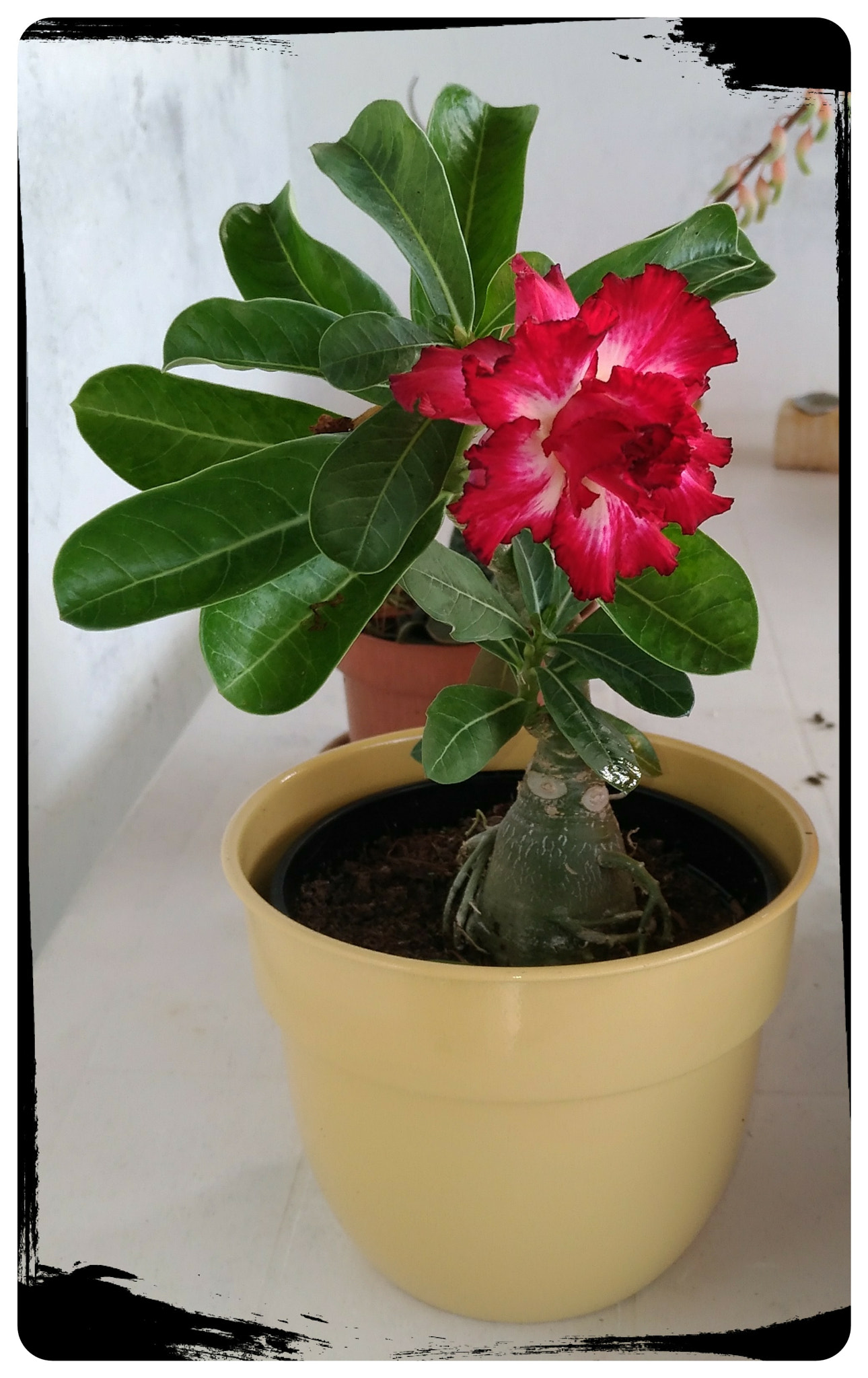 ASUS ZenFone 3 (ZE520KL) sample photo