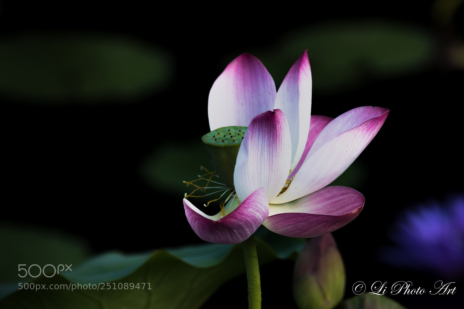 Canon EOS 7D Mark II sample photo. Blooming lotus photography