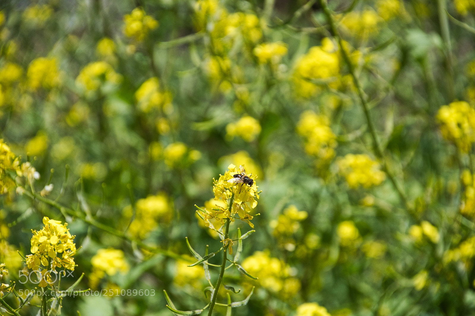 Nikon D500 sample photo. Untitled photography