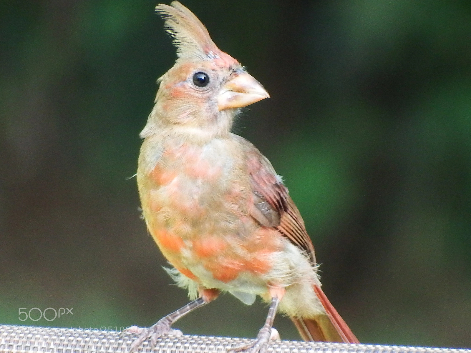 Fujifilm FinePix S1 sample photo. Unedited redbird shot for photography