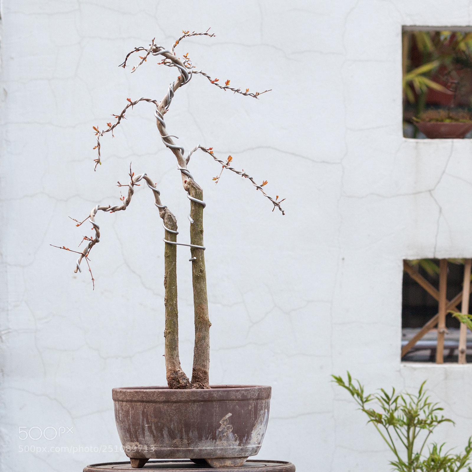 Canon EOS 5D Mark II sample photo. 石榴盆景 photography