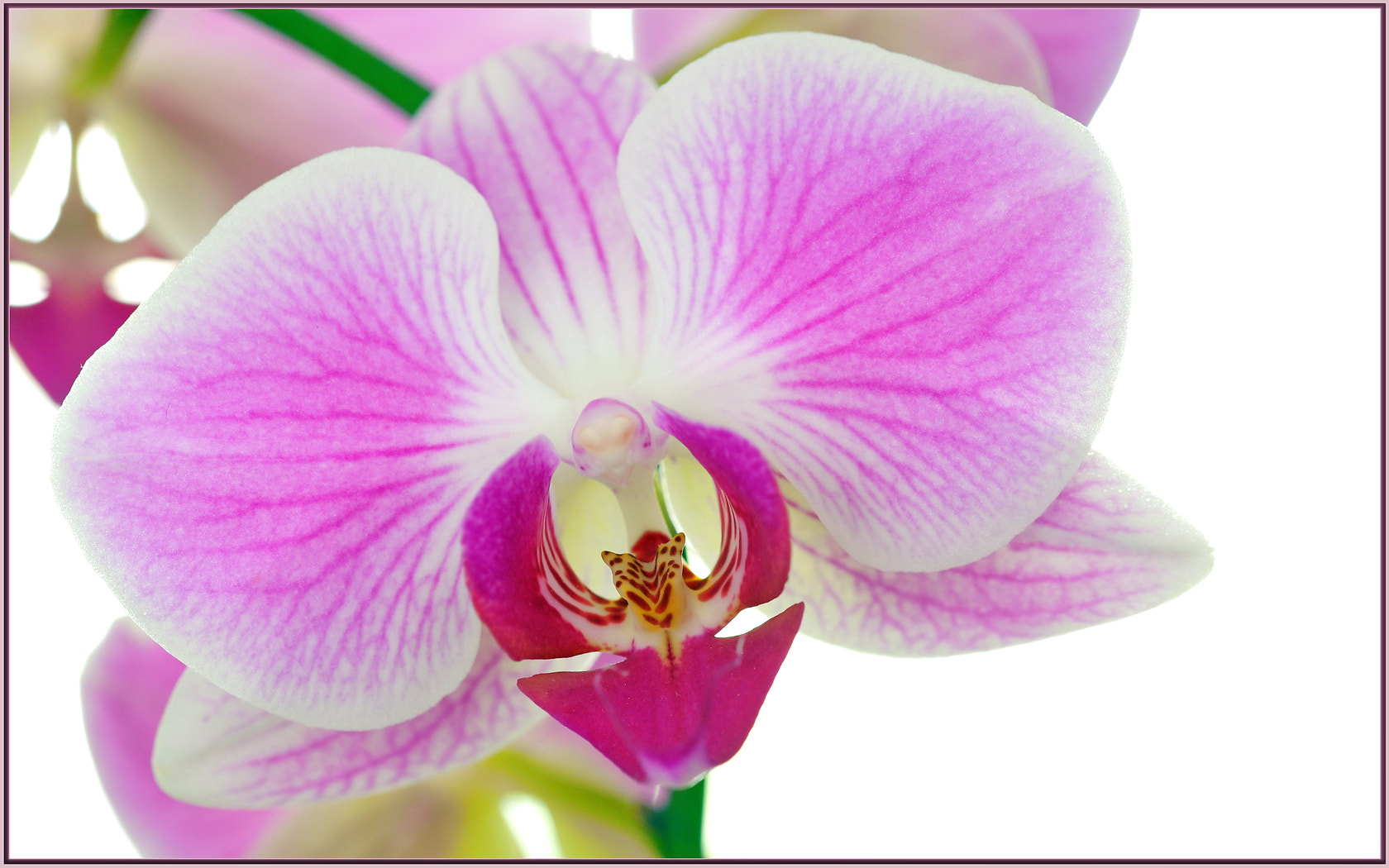 Sigma 105mm F2.8 EX DG OS HSM sample photo. Demi's orchid photography