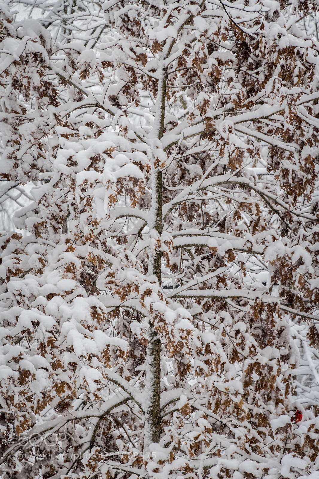 Nikon D850 sample photo. Winter photography