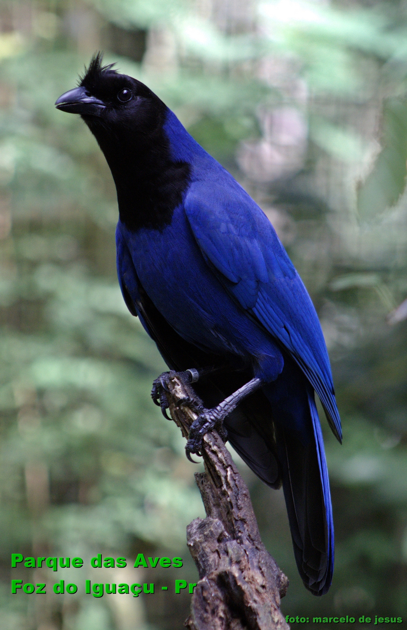 Canon EF 75-300mm f/4-5.6 USM sample photo. Gralha azul photography