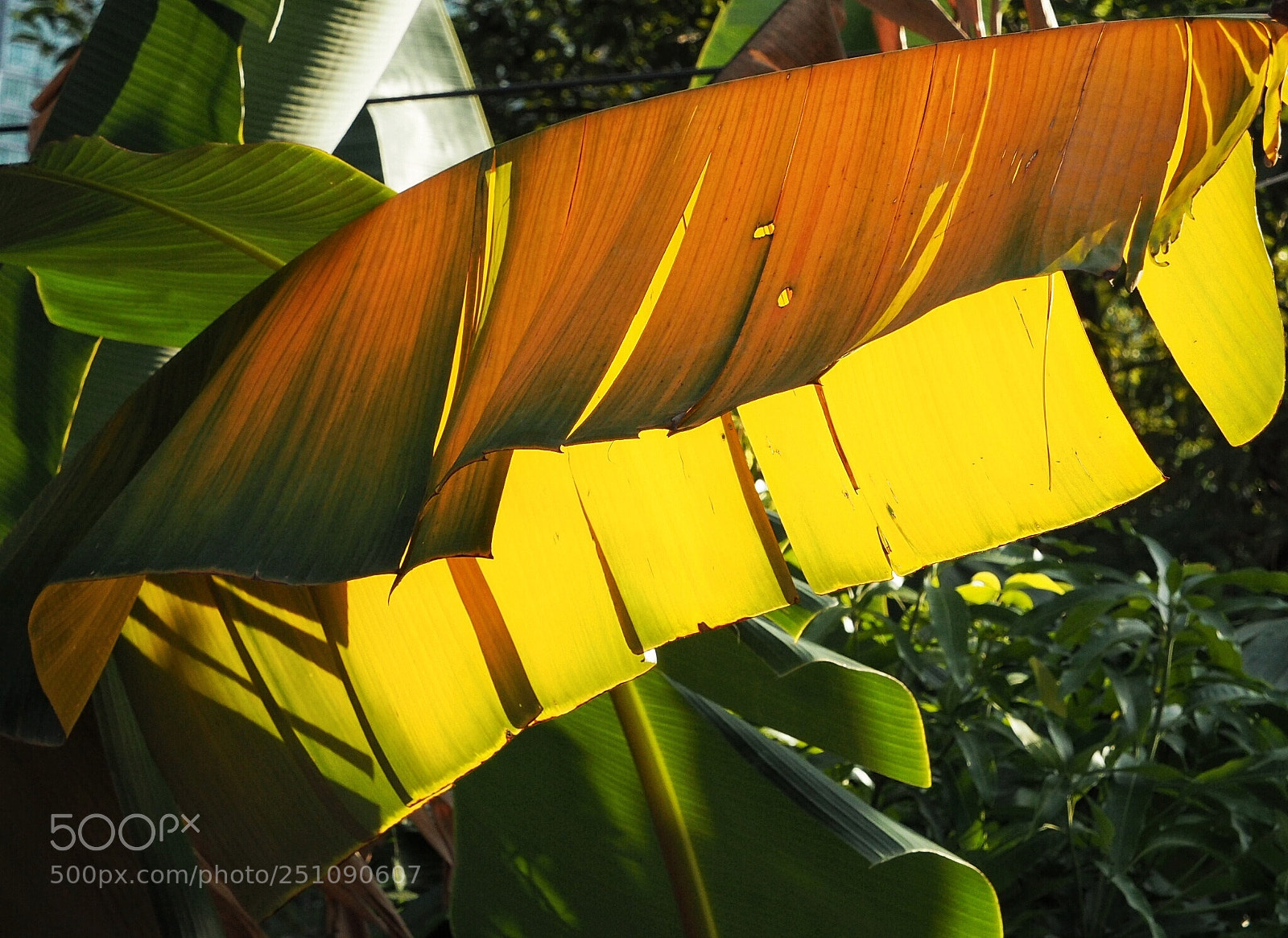 Olympus PEN E-PL7 sample photo. Banana leaf photography