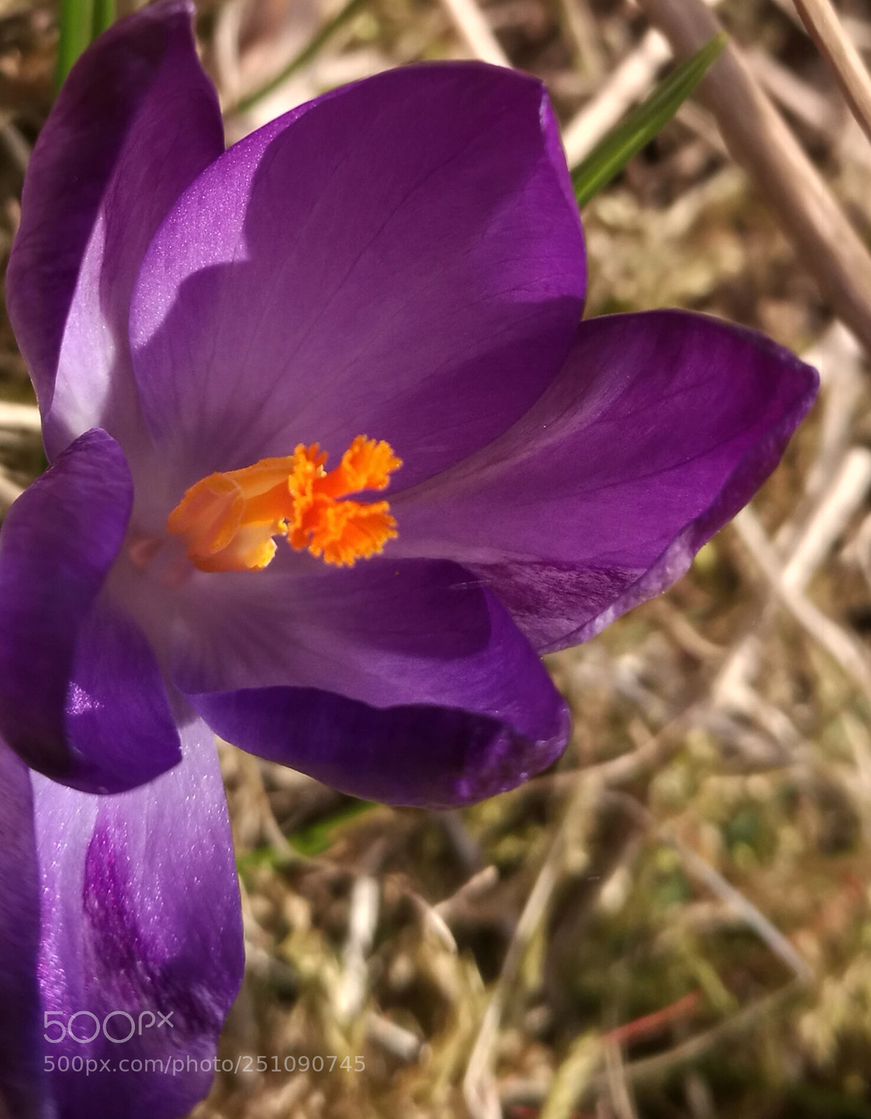 HUAWEI P9 sample photo. Untitled photography
