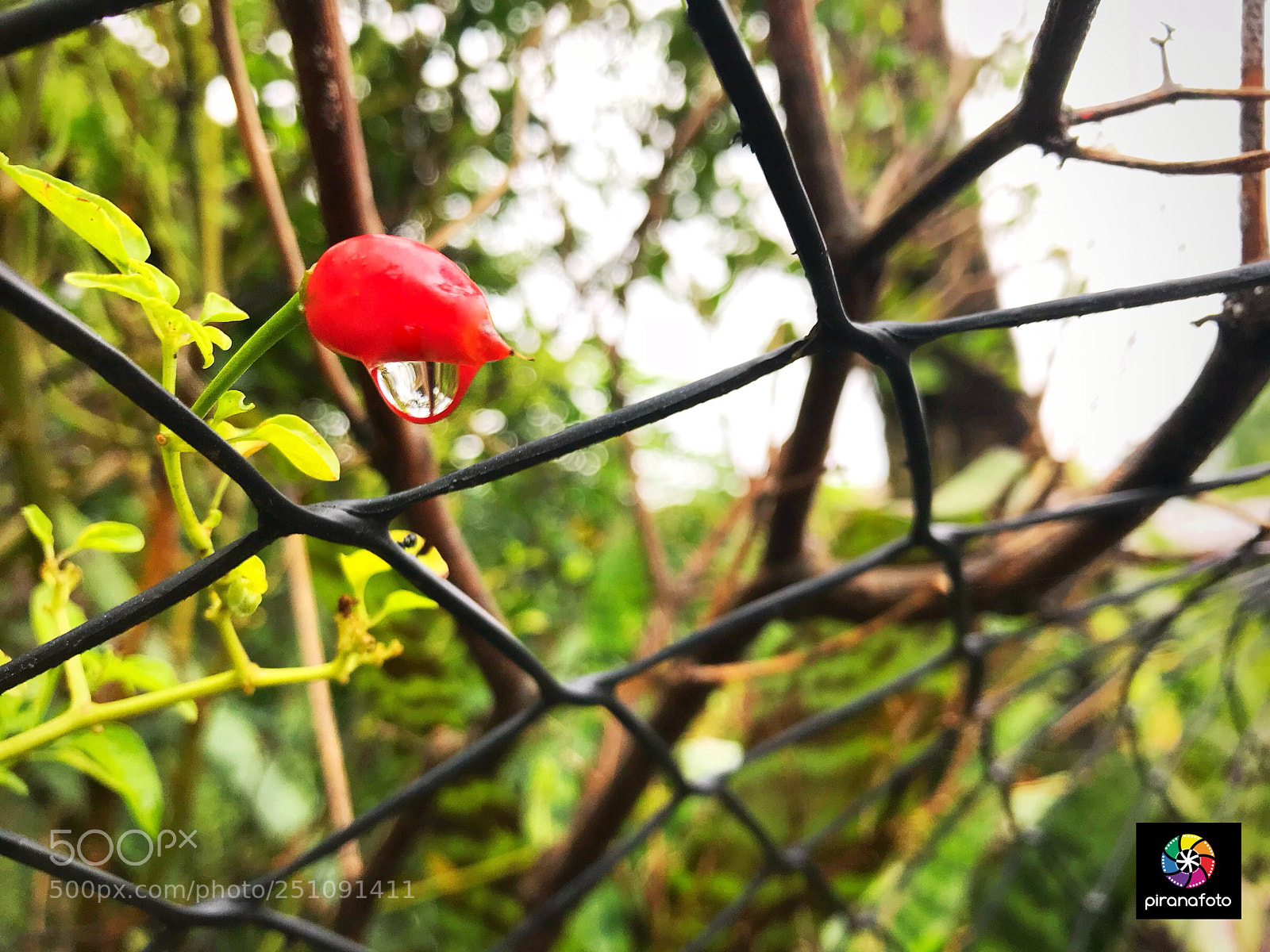 Apple iPhone 7 sample photo. Piranafoto brazil instagram piranafoto.photography photography