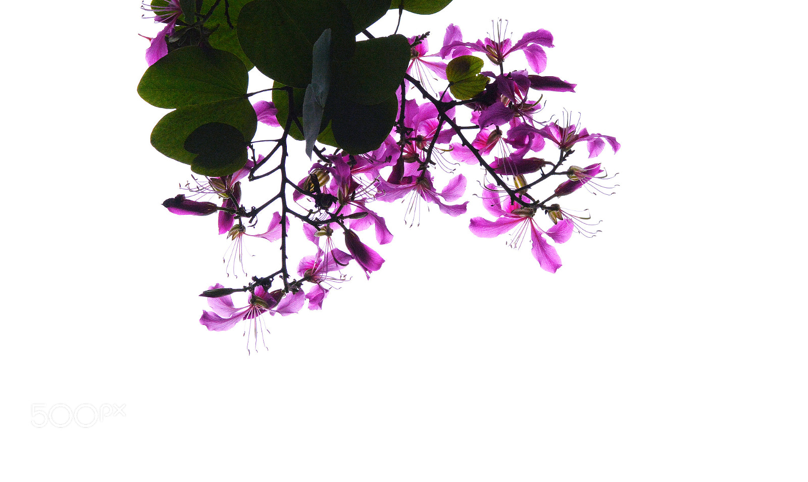 Nikon D7100 sample photo. Untitled photography
