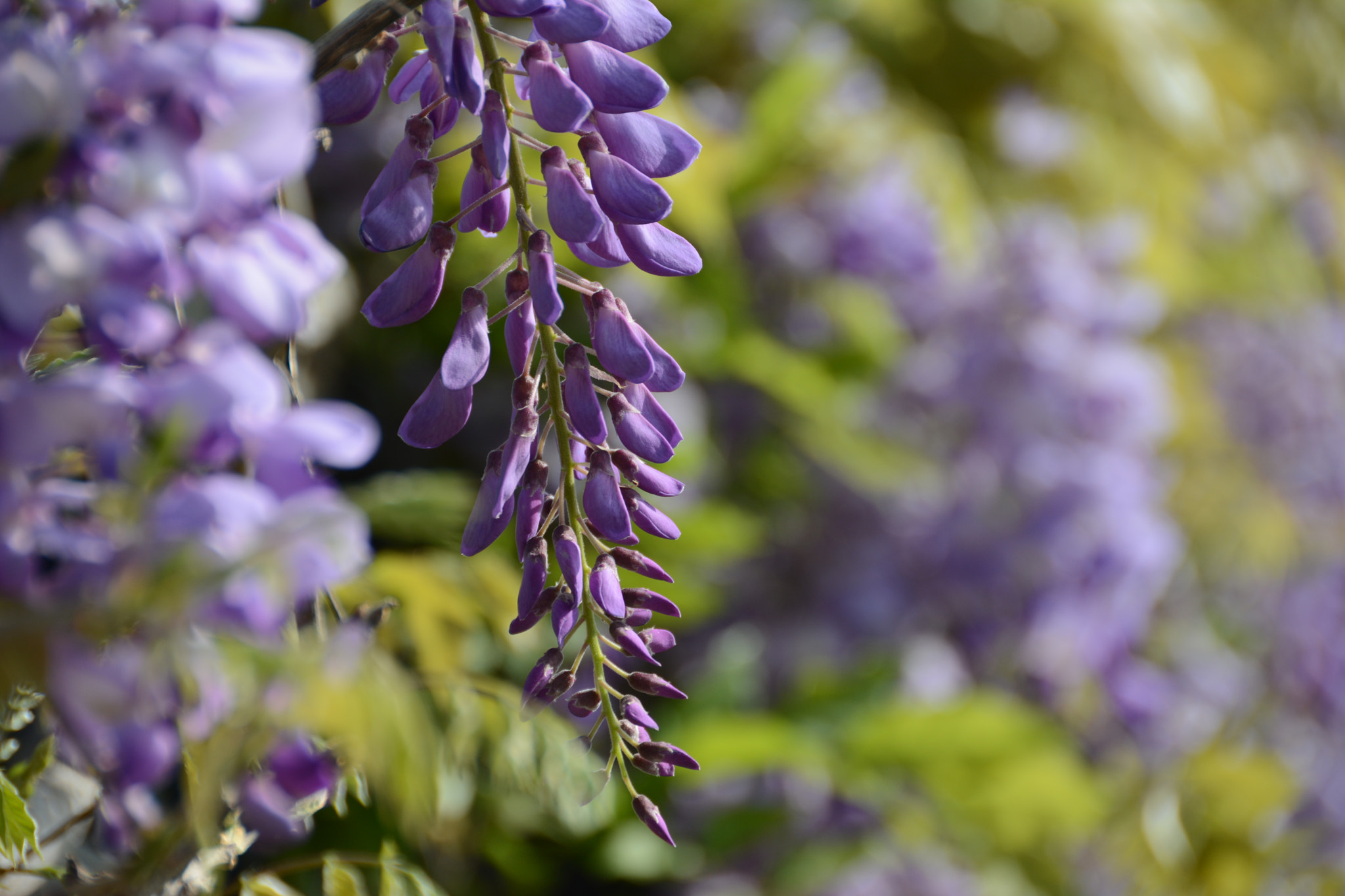Nikon D7100 sample photo. Purple flowers photography