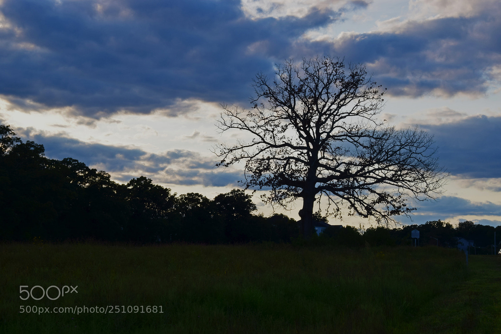 Nikon D5300 sample photo. Sunsetting tree photography