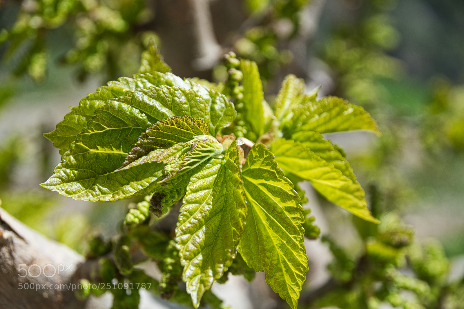 Nikon D500 sample photo. Untitled photography