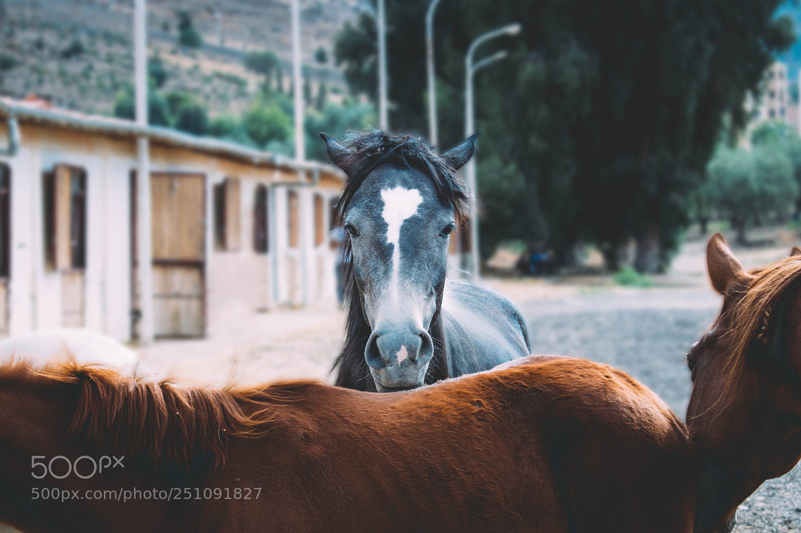 Nikon D3300 sample photo. Wild horse photography