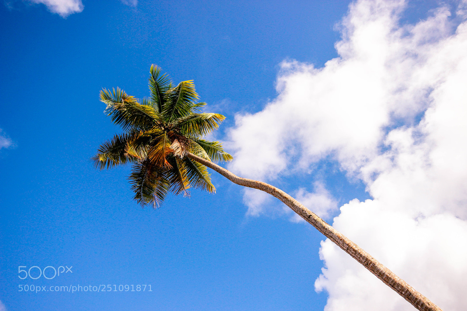 Canon EOS 600D (Rebel EOS T3i / EOS Kiss X5) sample photo. Solo palm tree photography