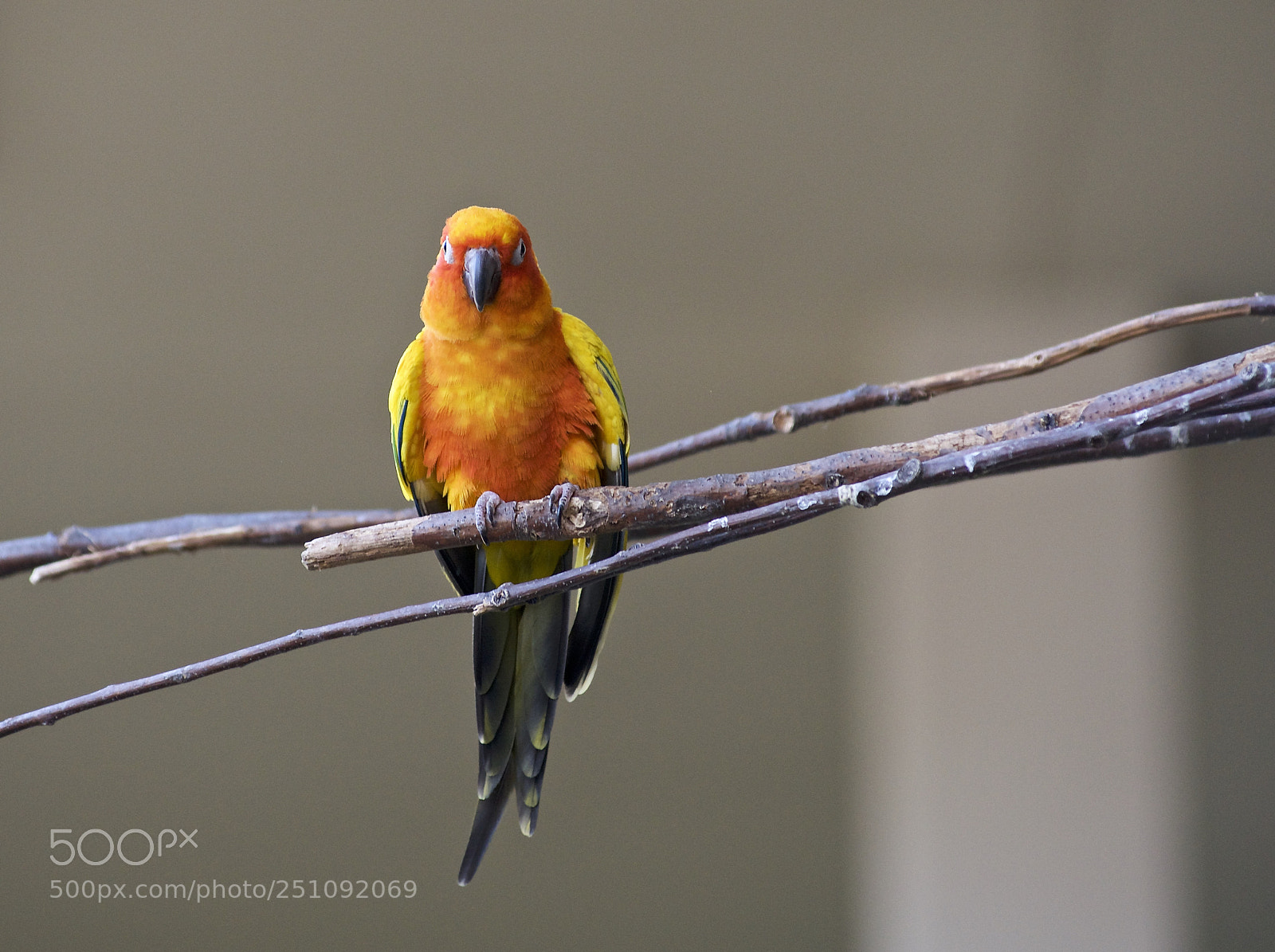 Nikon D610 sample photo. Head on photography